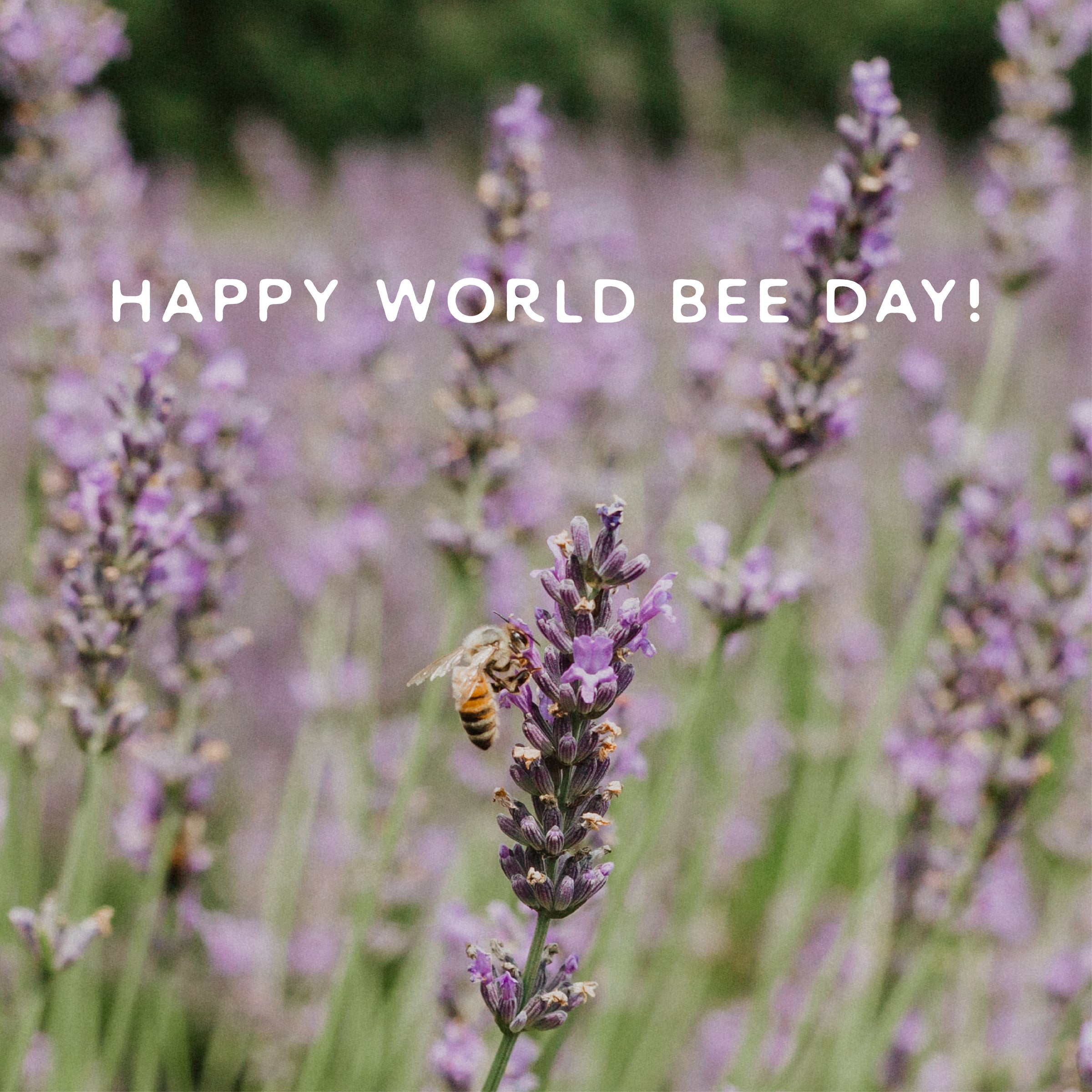 World Bee Day🐝