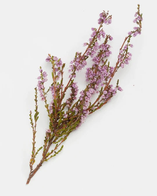 Natural Calluna Scrub - Slowood